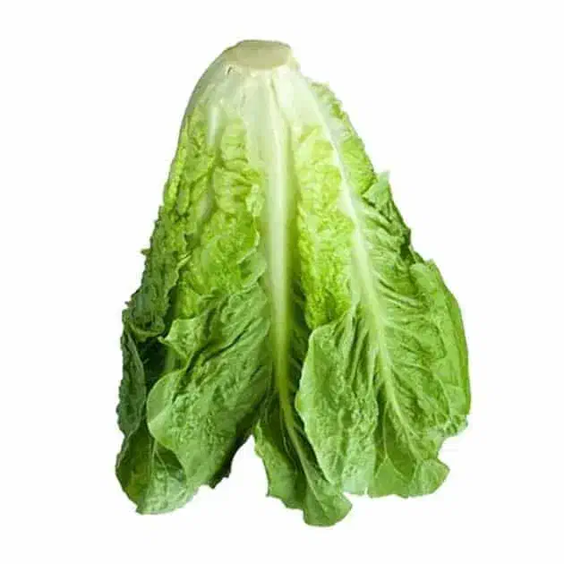 حراج کاهو رسمی درجه یک ورامین|عمدهفروشی|پیشوا, |دیوار