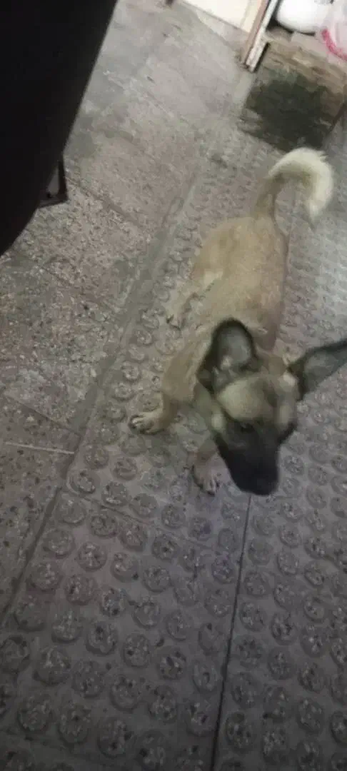 سک گمشده|حیوانات|ری, حمزه‌آباد|دیوار