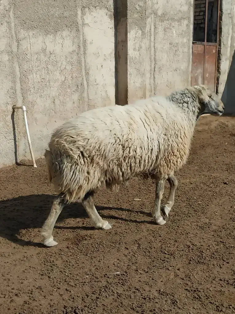 قوچ کبود ۳ ساله فروشی(قوچ بز میش بره)|حیوانات مزرعه|جوادآباد, |دیوار