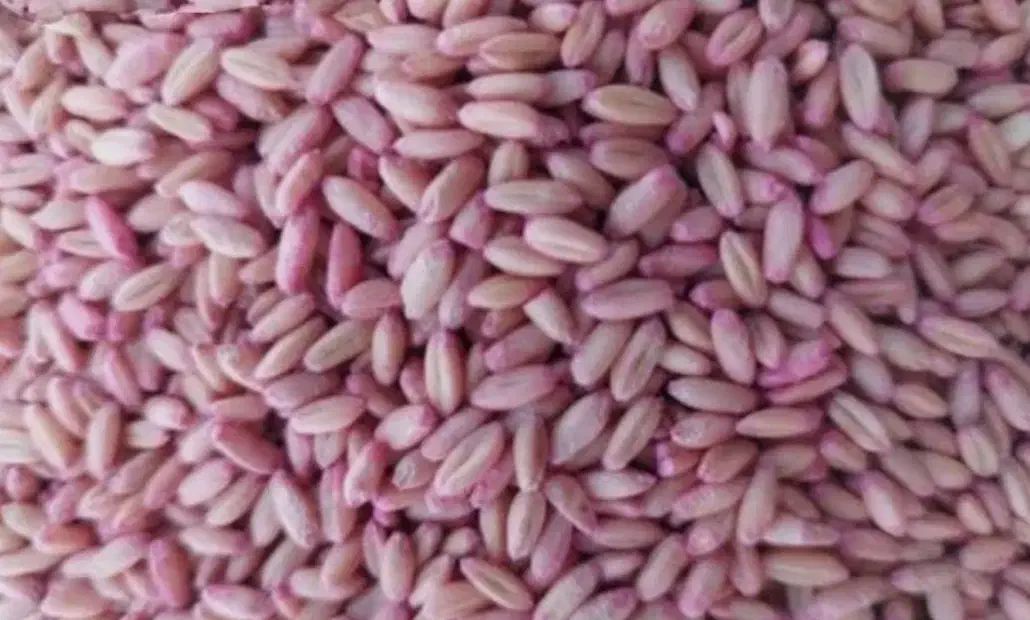 گندم بذری باران|گل و گیاه طبیعی|گهواره, |دیوار