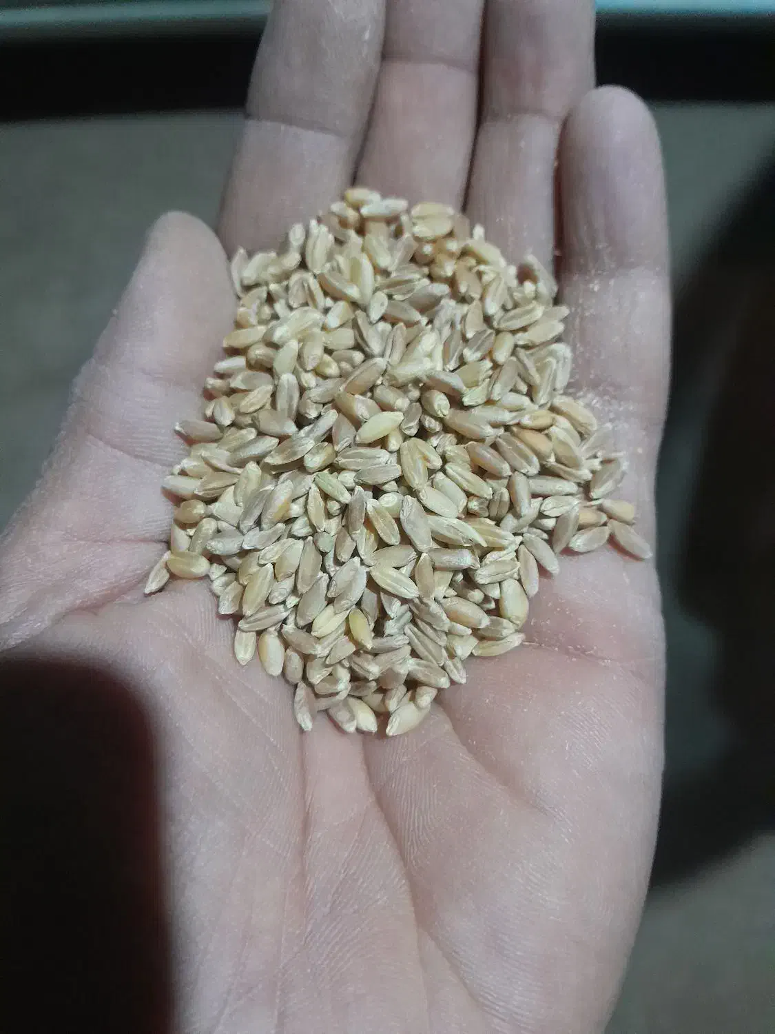 گندم|خوردنی و آشامیدنی|میان جلگه, |دیوار