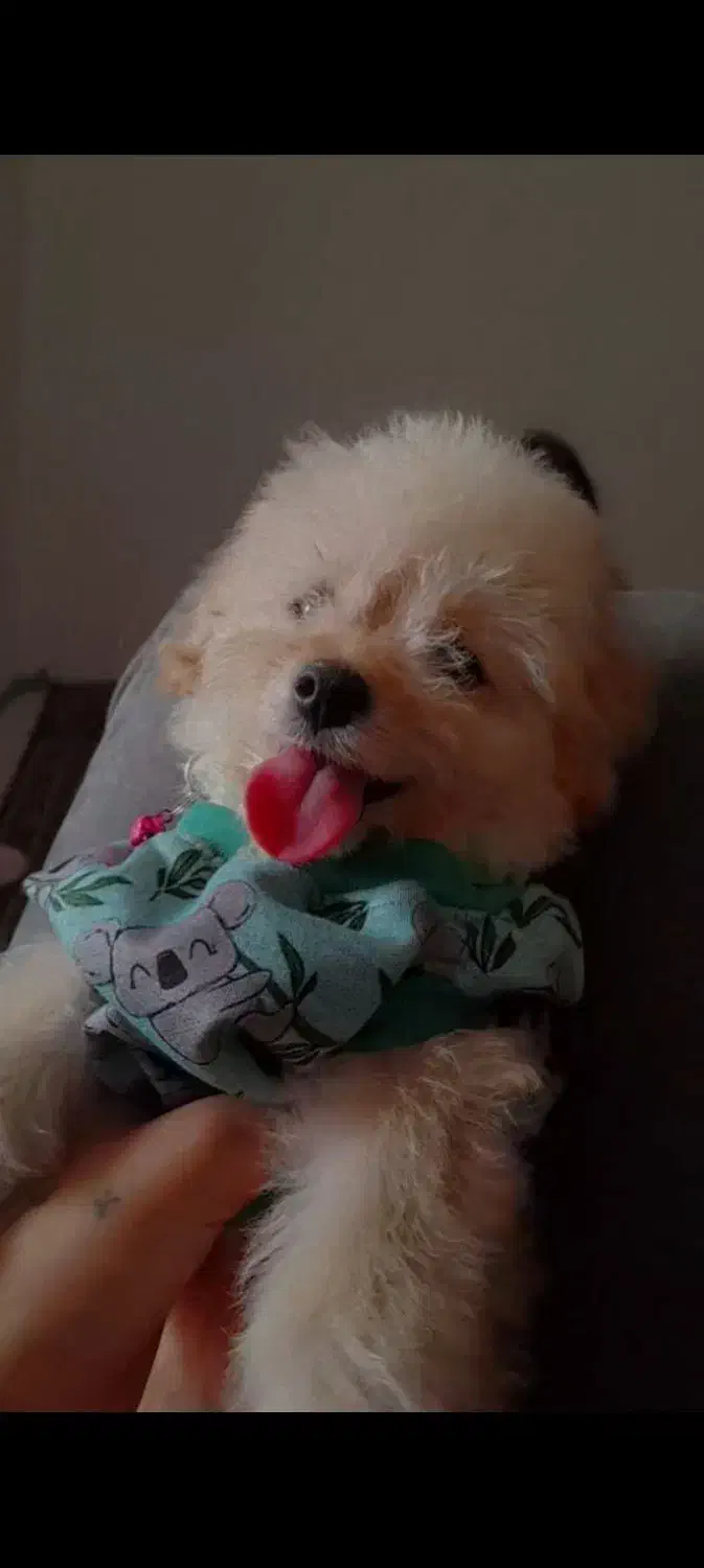 سگ پودل کراس|سگ|رشت, سلیمانداراب|دیوار