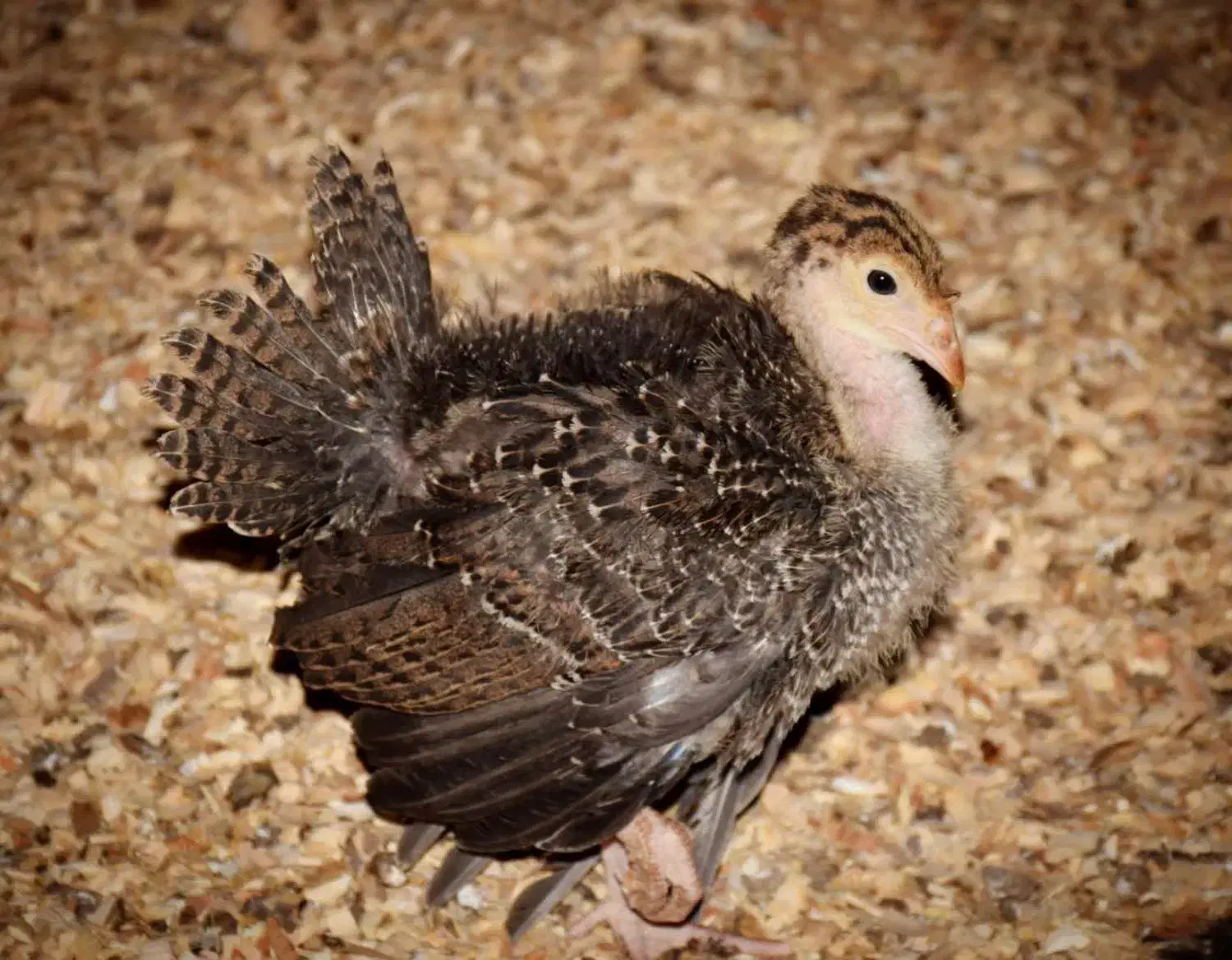 جوجه بوقلمون۴۰ روزه|حیوانات مزرعه|همدان, |دیوار