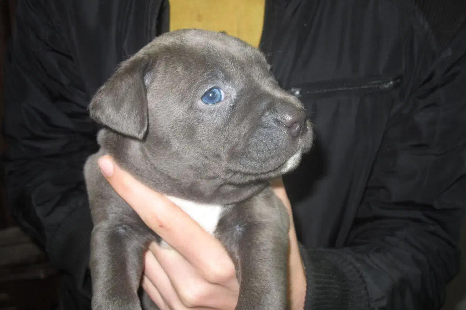 توله پیتبول بلو|سگ|کرج, اسلام‌آباد|دیوار