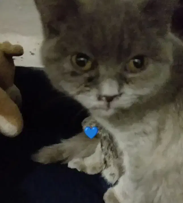 گربه|گربه|تهران, پونک|دیوار