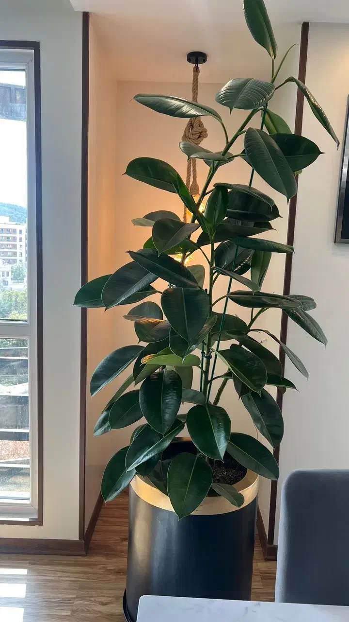 تعویض خاک گلدان و باغچه کاری گیاه پزشک در محل|خدمات باغبانی و درختکاری|تهران, سعادت‌آباد|دیوار