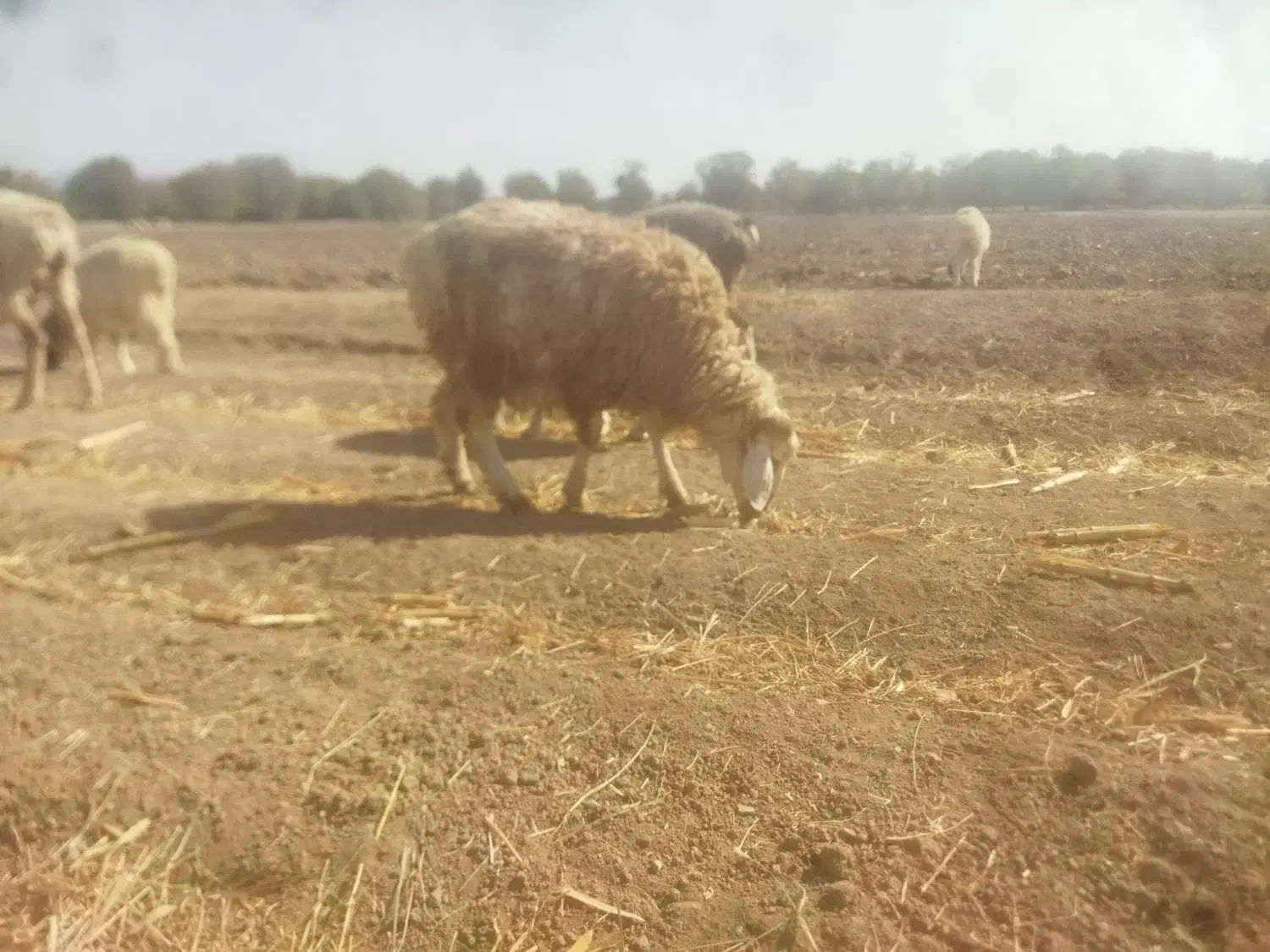 تعدادی بره نر و ماده کیلویی 360وزن حدود۳۰تا۴۰کیلو|حیوانات مزرعه|بافت, |دیوار