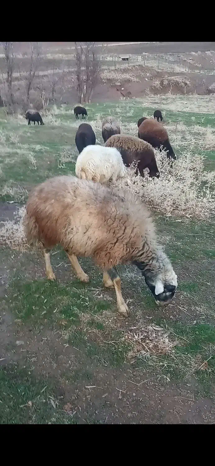 یک عددبران|حیوانات مزرعه|خاو و میرآباد, |دیوار