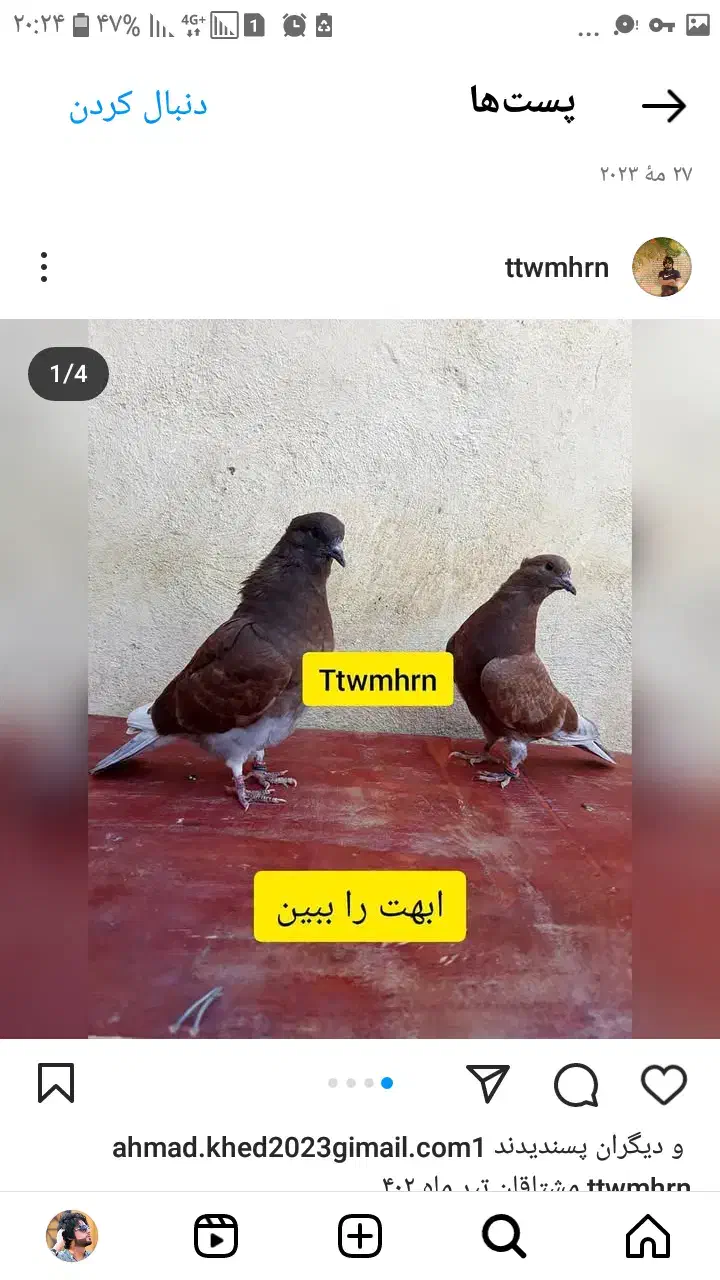 کبوتر جوجه پیش فروش|پرنده|کاشان, فرودگاه کاشان|دیوار