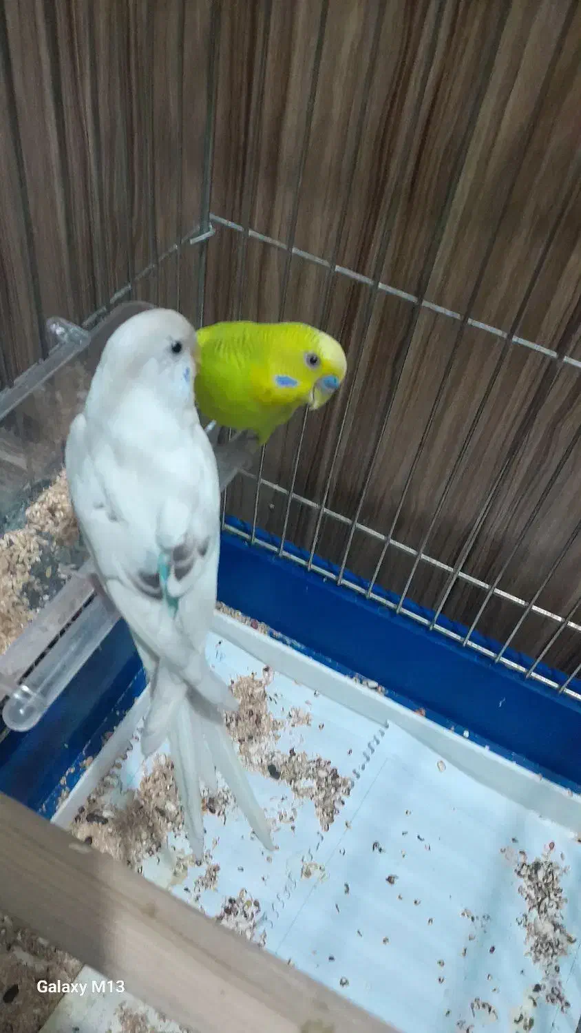 دو عدد مرغ عشق نرو ماده سبزه|پرنده|اسلامشهر, مسکن مهر اسلاشهر (شهرک امام خمینی)|دیوار