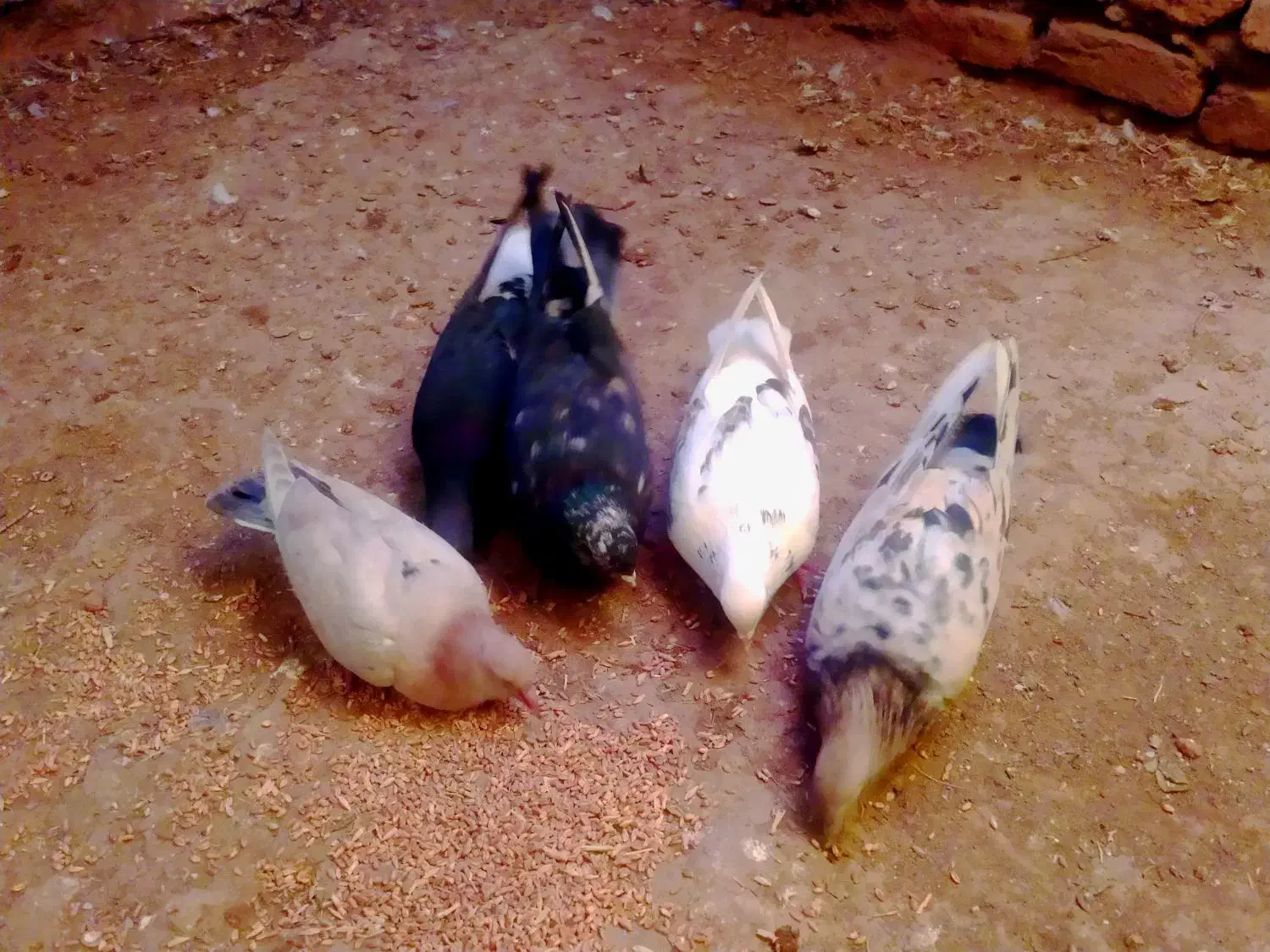 کاکلی پاپر|حیوانات|محلات, |دیوار