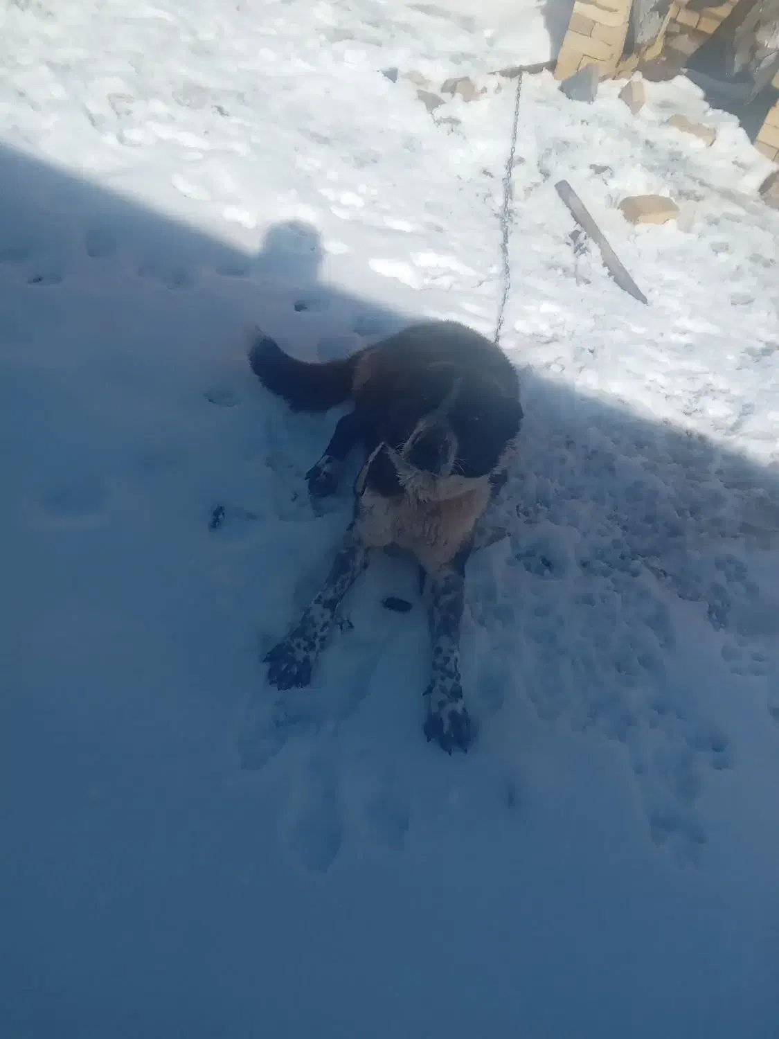 سگ نگهبان|سگ|قره پشتلو, |دیوار