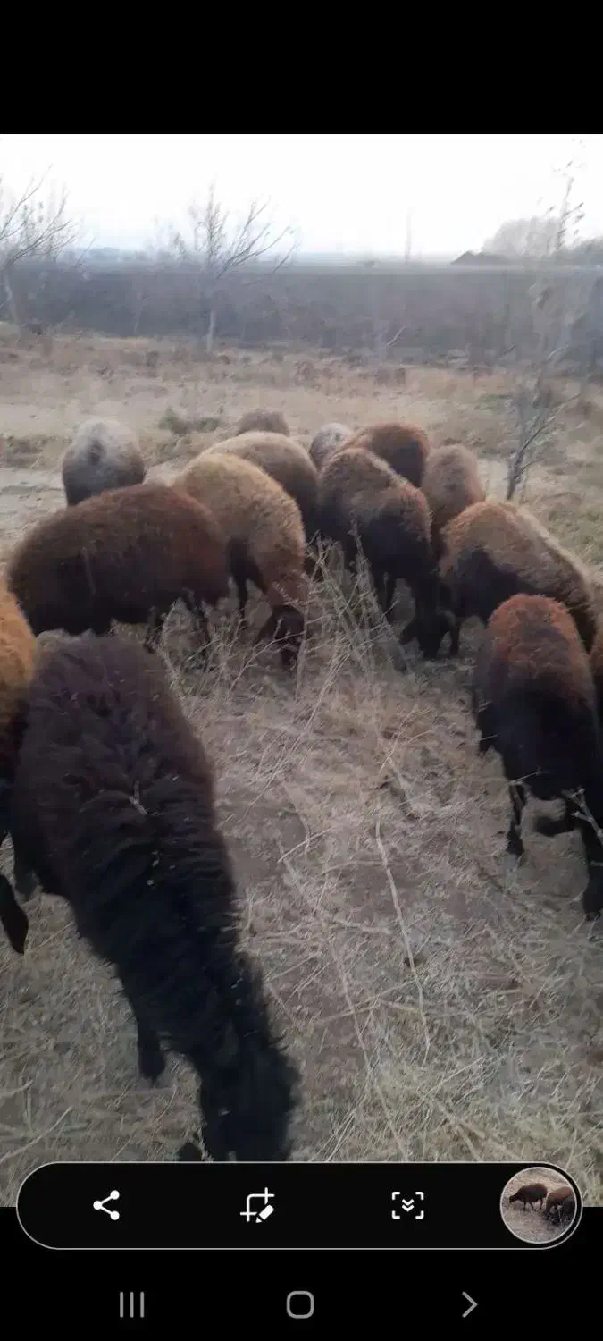 گوسفند|حیوانات مزرعه|ایجرود, |دیوار