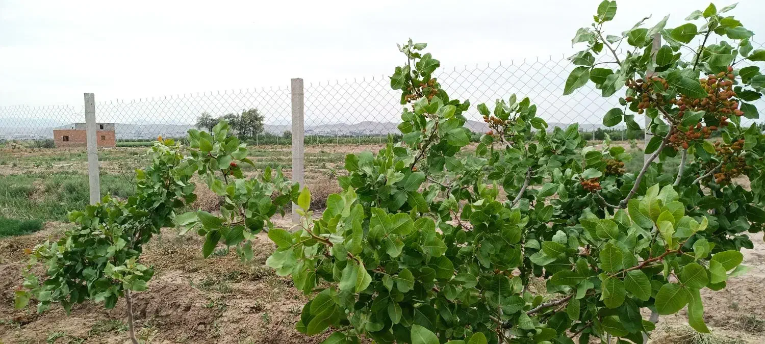 فروش زمین ۷۰۰ متری|فروش زمین و ملک کلنگی|ایلخچی, |دیوار