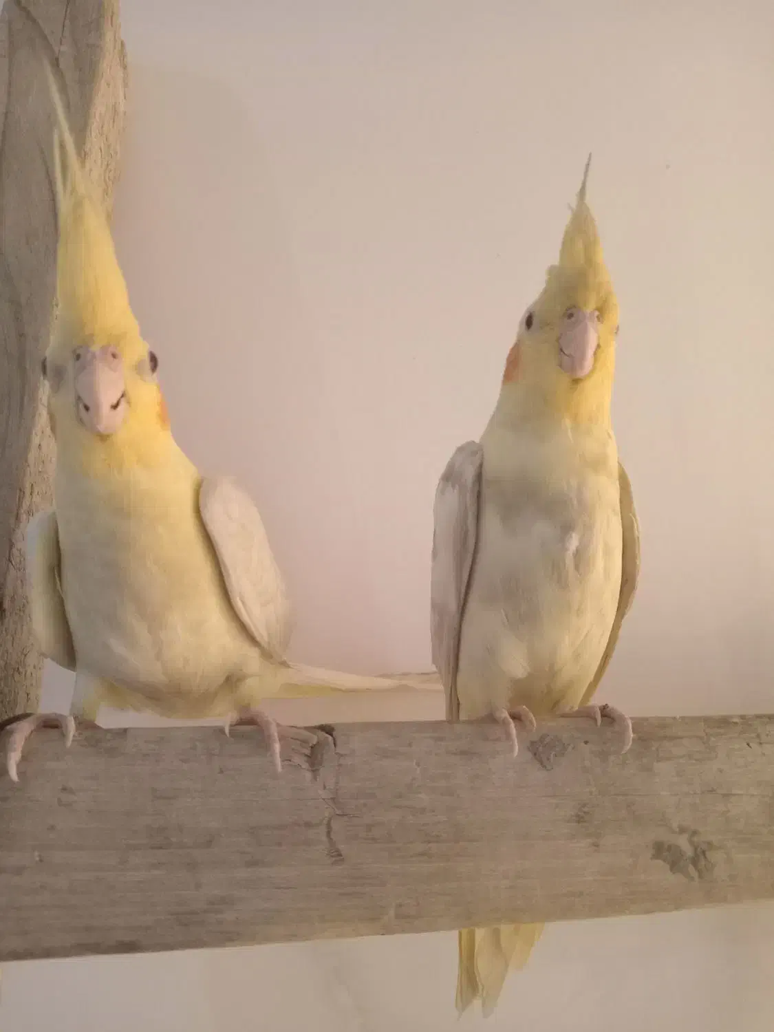 دوجفت عروس هلندی زردجوان سالم|پرنده|شوش, |دیوار