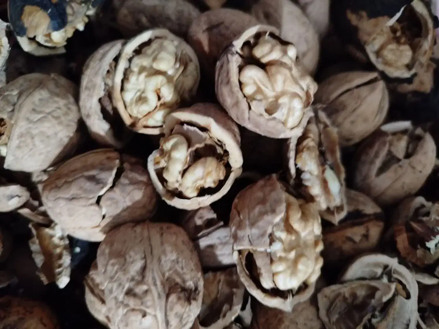 گردو|خوردنی و آشامیدنی|مشهد, نوید|دیوار