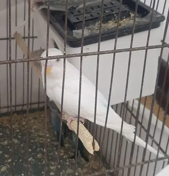 مرغ عشق جوان|پرنده|قم, پردیسان|دیوار