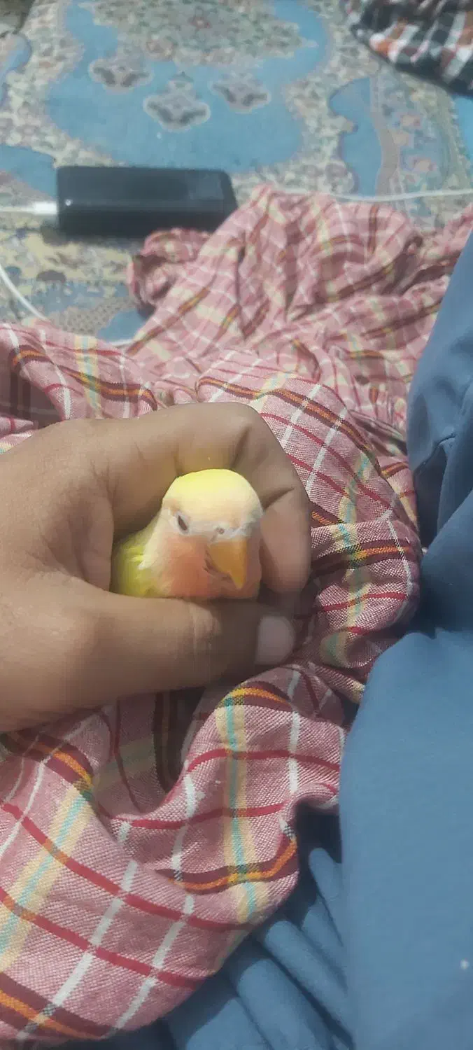 جوجه کوتوله سرلاکی زرد رنگ صورت هلویی|پرنده|چابهار, |دیوار