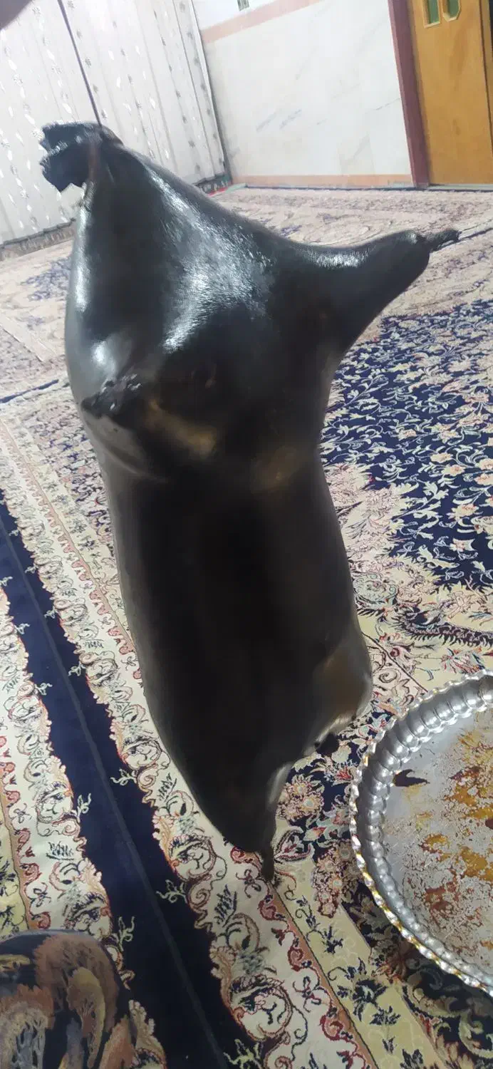 هیزه|ظروف نگهدارنده، پلاستیکی، یک‌بارمصرف|جوانرود, |دیوار