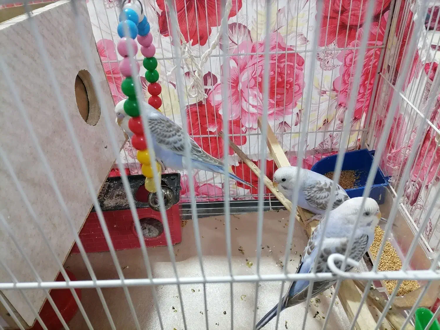 مرغ عشق|پرنده|سبزوار, قدس|دیوار