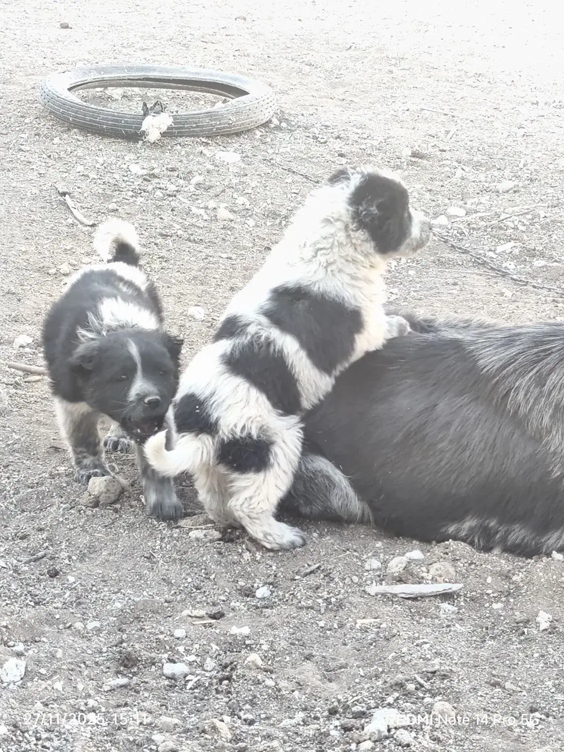 واگذاری قهدریجونی همه چی تموم|سگ|ارسنجان, |دیوار