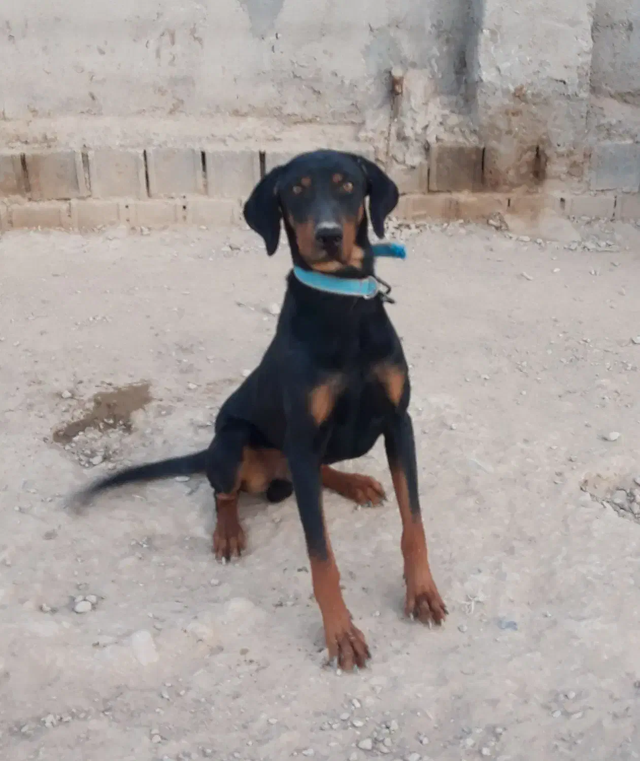 سگ نژاد دوبرمن خالص|سگ|شیروان (خراسان), |دیوار