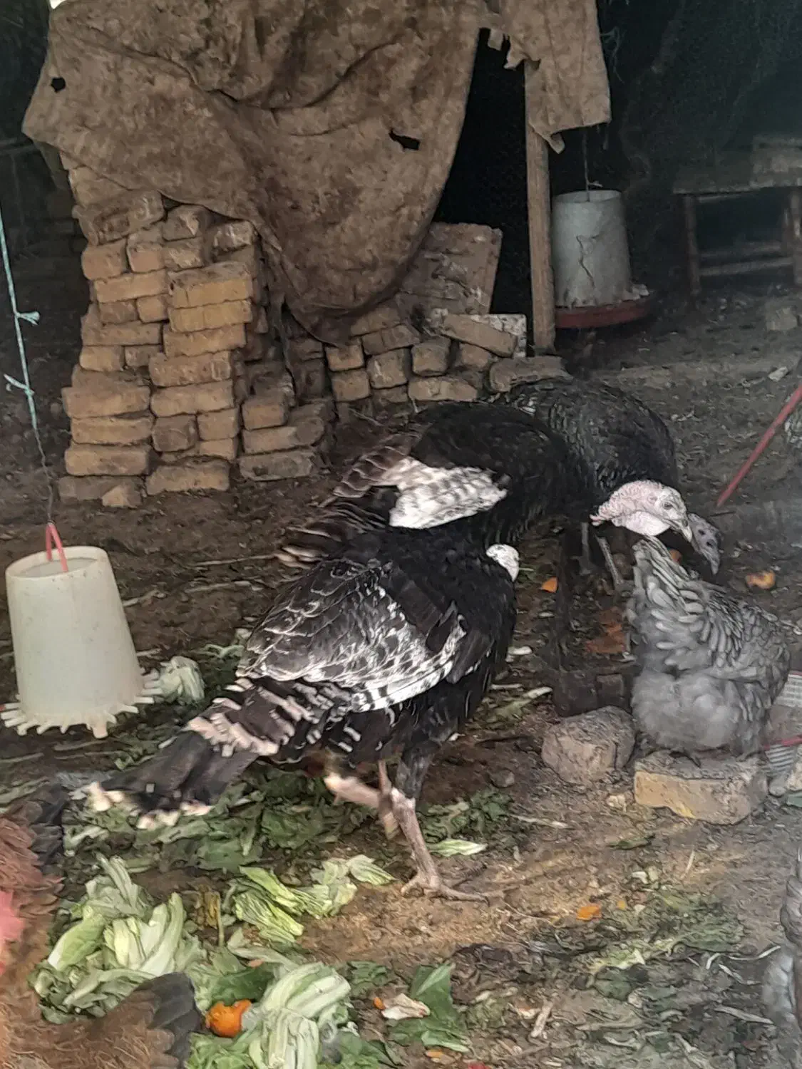 بوقلمون نر(معاوضه باچیزی نمیشه)|حیوانات مزرعه|مشکین‌دشت, |دیوار