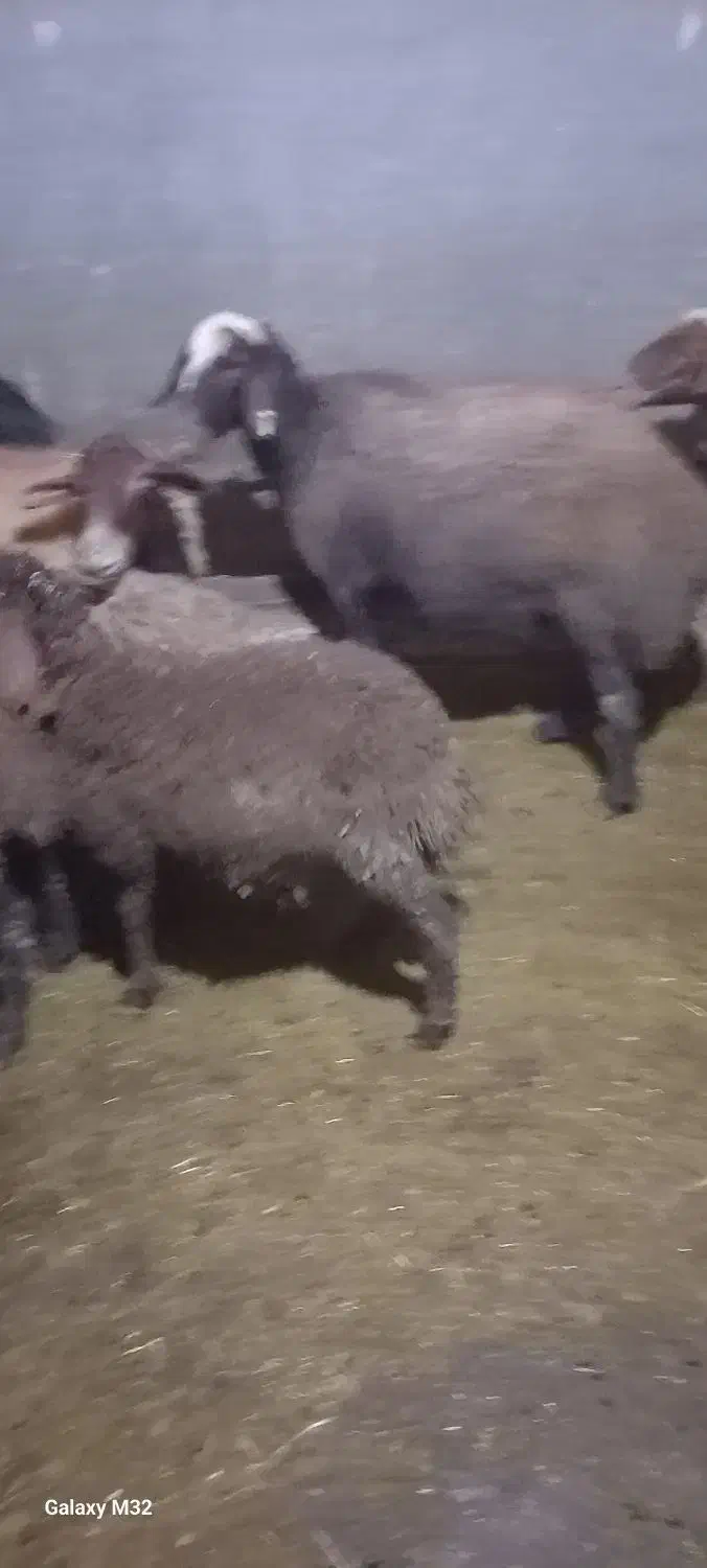 بره ماده|حیوانات مزرعه|سنندج, |دیوار