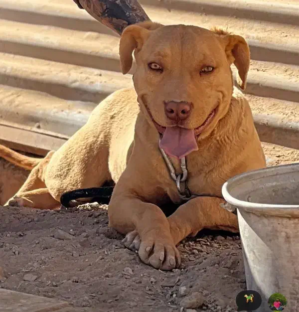 سگ پیتبول نر ۱ ساله|سگ|یزد, |دیوار