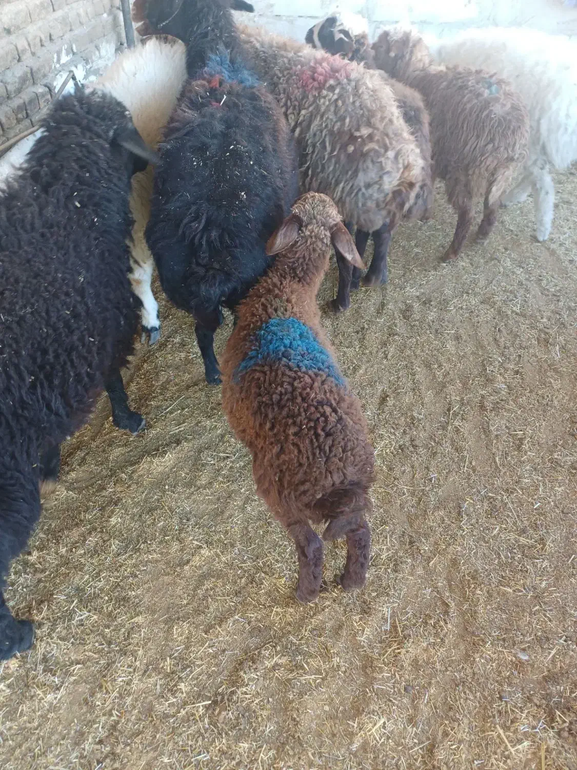 عشایری پرواری گوشت لذیذ وخوش طعم گوسفند زنده|حیوانات مزرعه|مشهد, نوید|دیوار