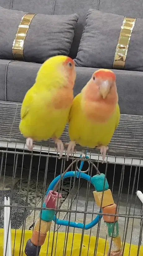 کوتوله  برزیلی|پرنده|فولادشهر, مسکن مهر فولادشهر|دیوار