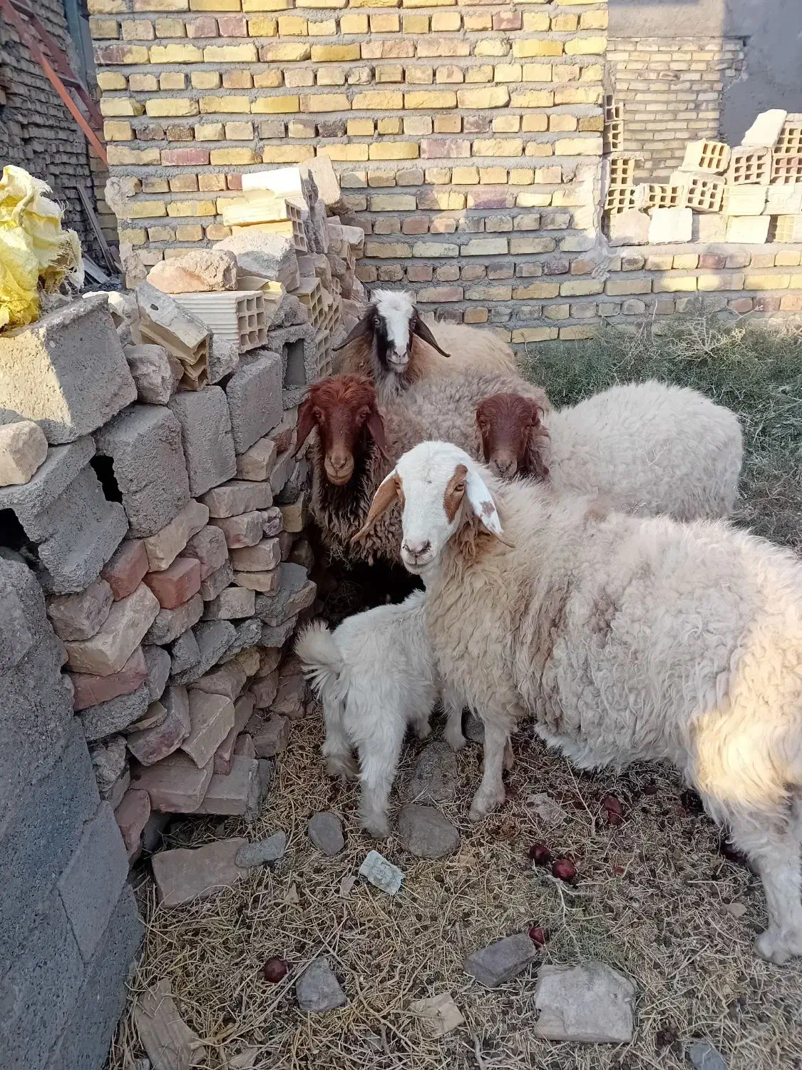 میش جوان|حیوانات مزرعه|سرایان, |دیوار