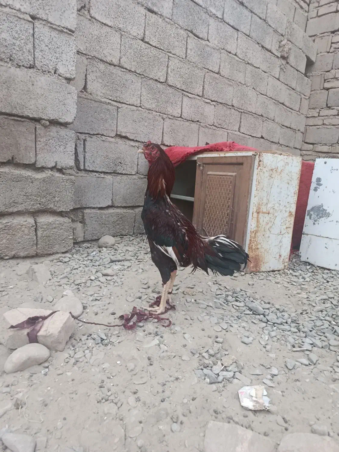 جوجه خروس|حیوانات مزرعه|ایرانشهر, |دیوار