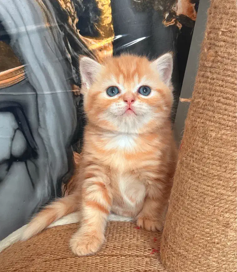 بریتیش شورت هیر خرسی|گربه|رشت, منظریه|دیوار