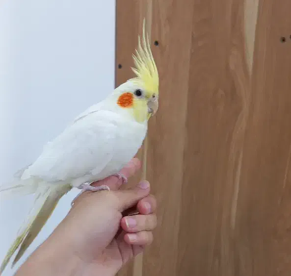 عروس هلندی نر|پرنده|خمین, |دیوار