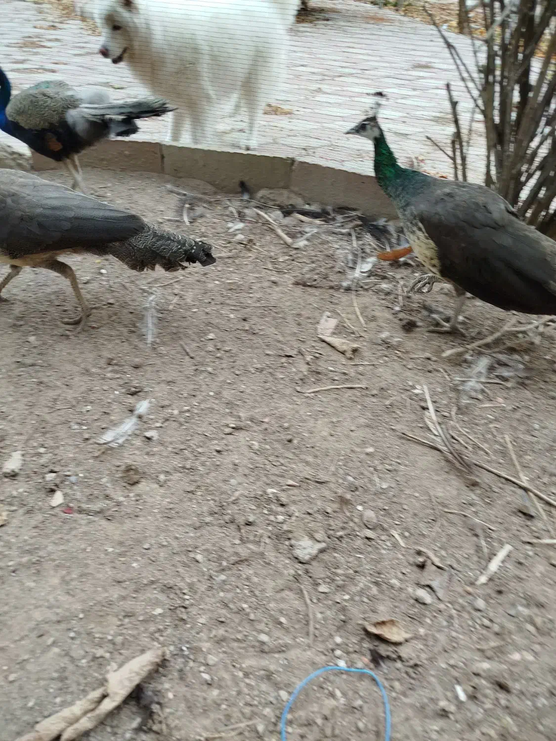 3عدد طاووس از لانه اش فرار کرده|حیوانات|مراغه, |دیوار