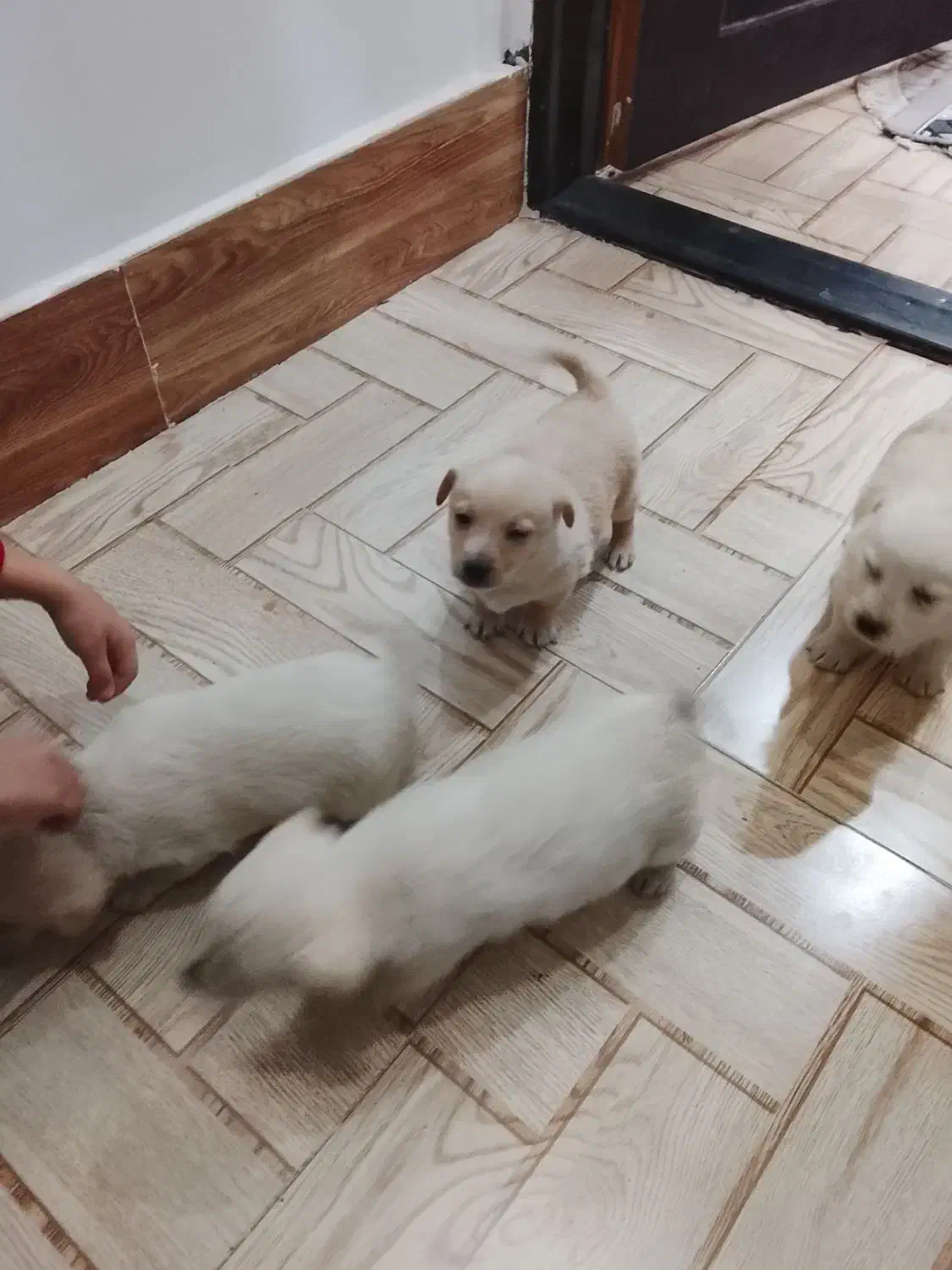 توله پاپی|سگ|تربت جام, اسماعیل آباد|دیوار