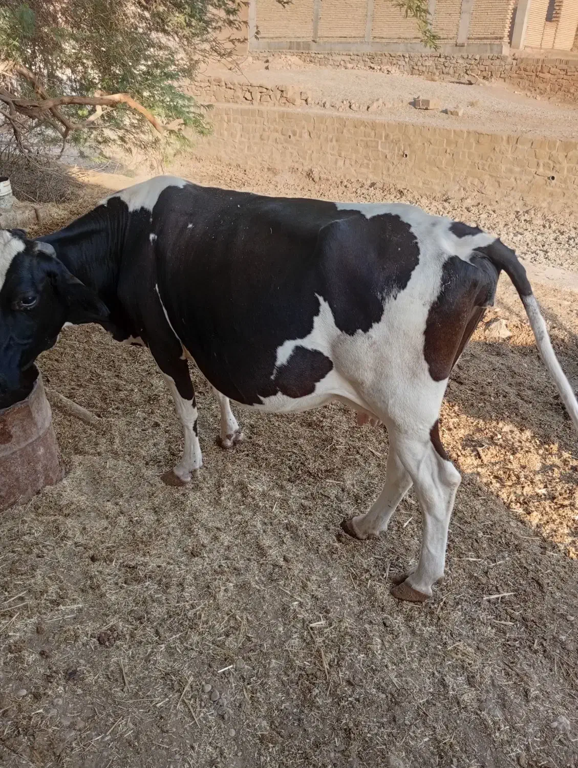 گاو و شنگل|حیوانات مزرعه|شوشتر, |دیوار