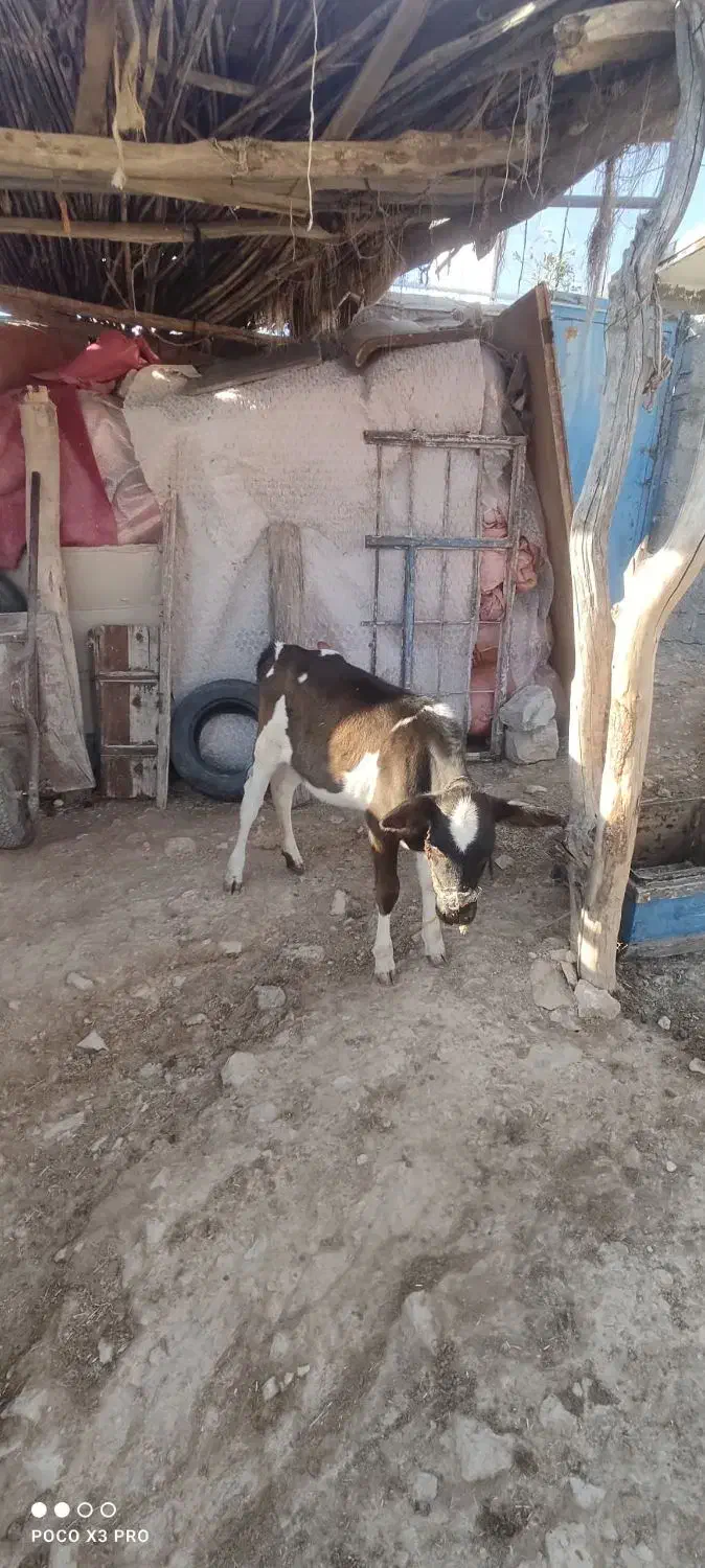 گاو و گوساله|حیوانات مزرعه|سرپل ذهاب, |دیوار