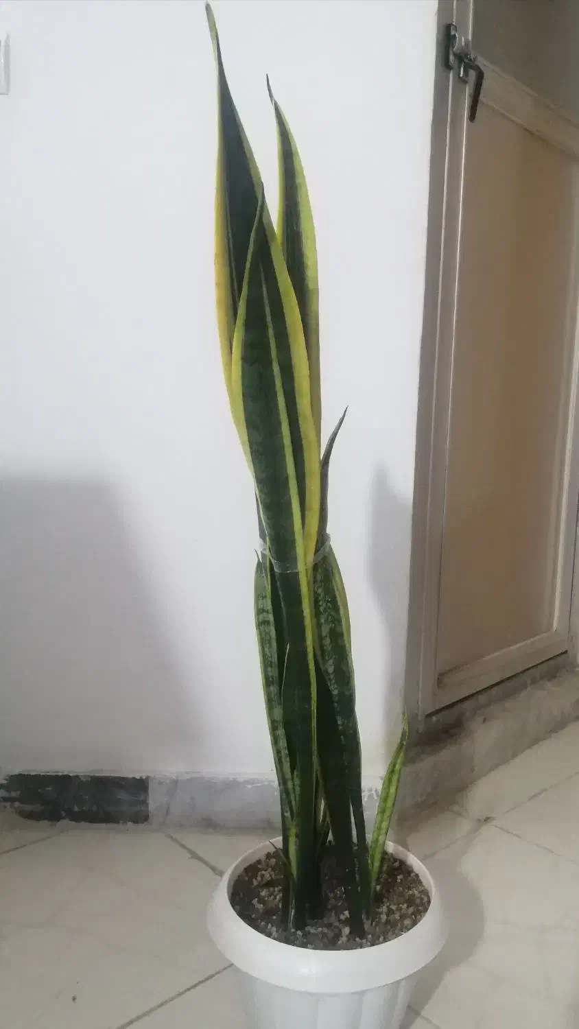 سانسوریا طلایی|گل و گیاه طبیعی|شیروان (خراسان), |دیوار