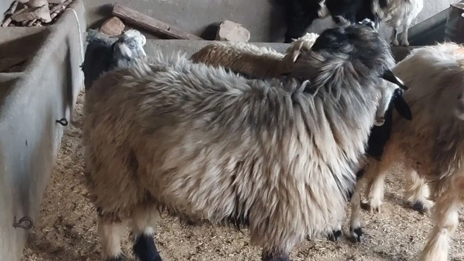 قوچ و شی شک قوچ وبز|حیوانات مزرعه|اندیمشک, |دیوار