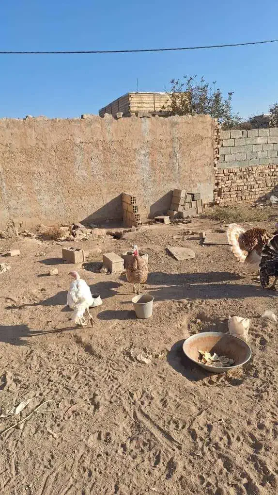 تعدادی مرغ و خروس محلی و گلین و بوقلمون فروشی|حیوانات مزرعه|الوند, |دیوار