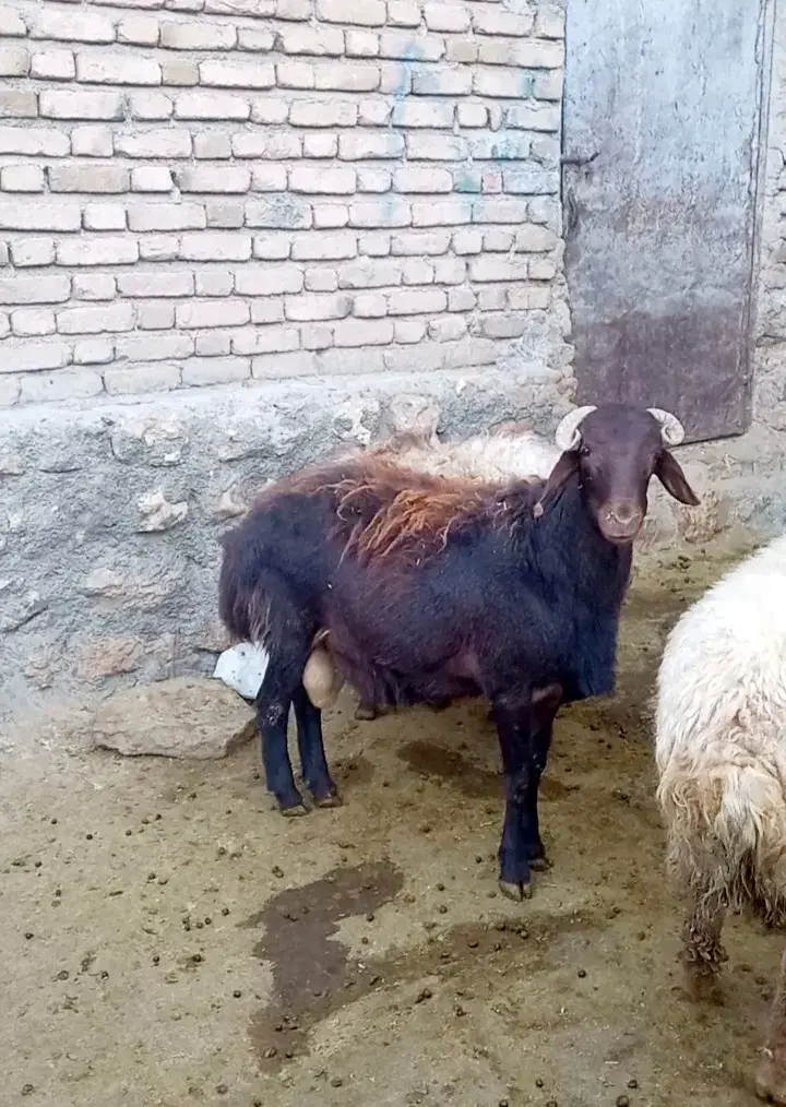 افشار|حیوانات مزرعه|باوله, |دیوار