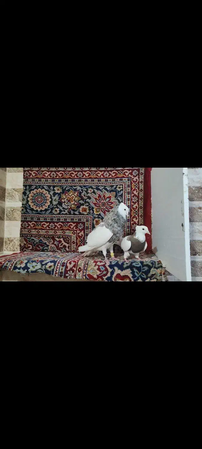 کفتر|پرنده|حبیب آباد, |دیوار