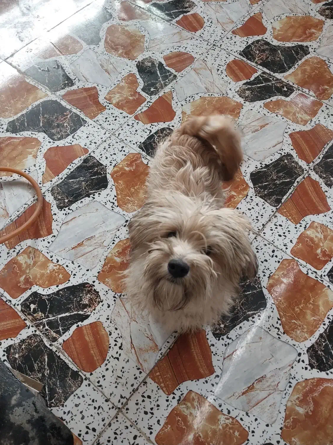 سگ خونگی سالم تمیز ۸ ماهه|سگ|قرچک, پویینک|دیوار