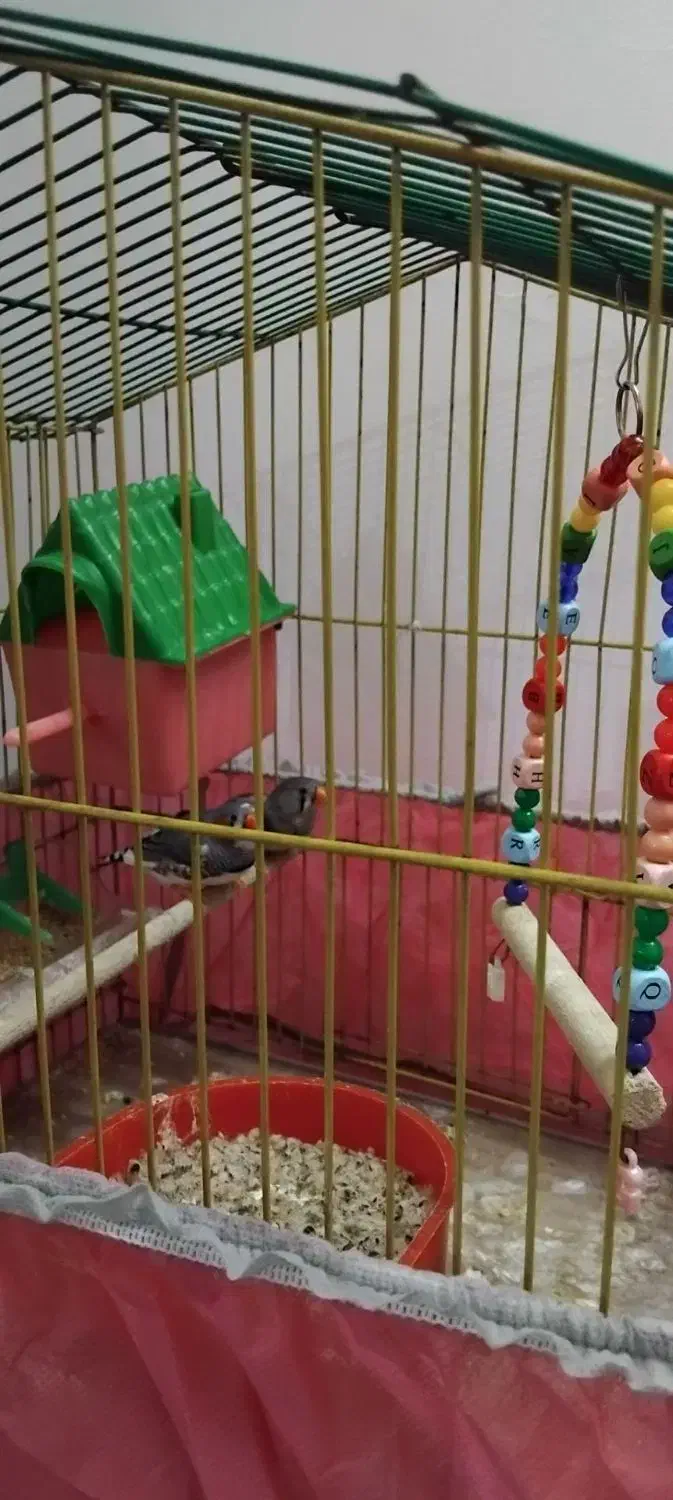 پرنده|پرنده|پاکدشت, پاکدشت (مامازند)|دیوار