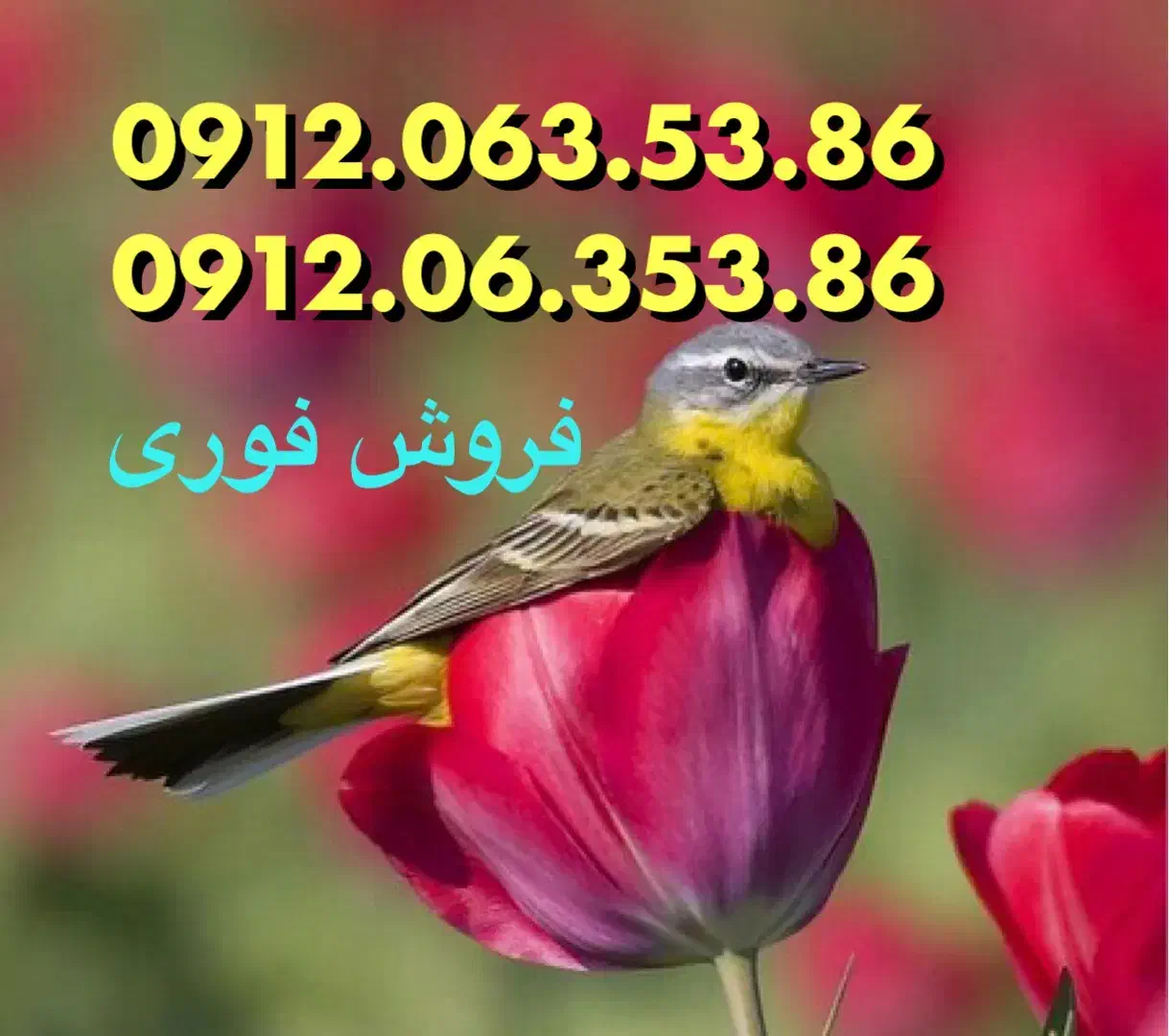 0912.063.53.86|سیمکارت|تهران, راه آهن|دیوار