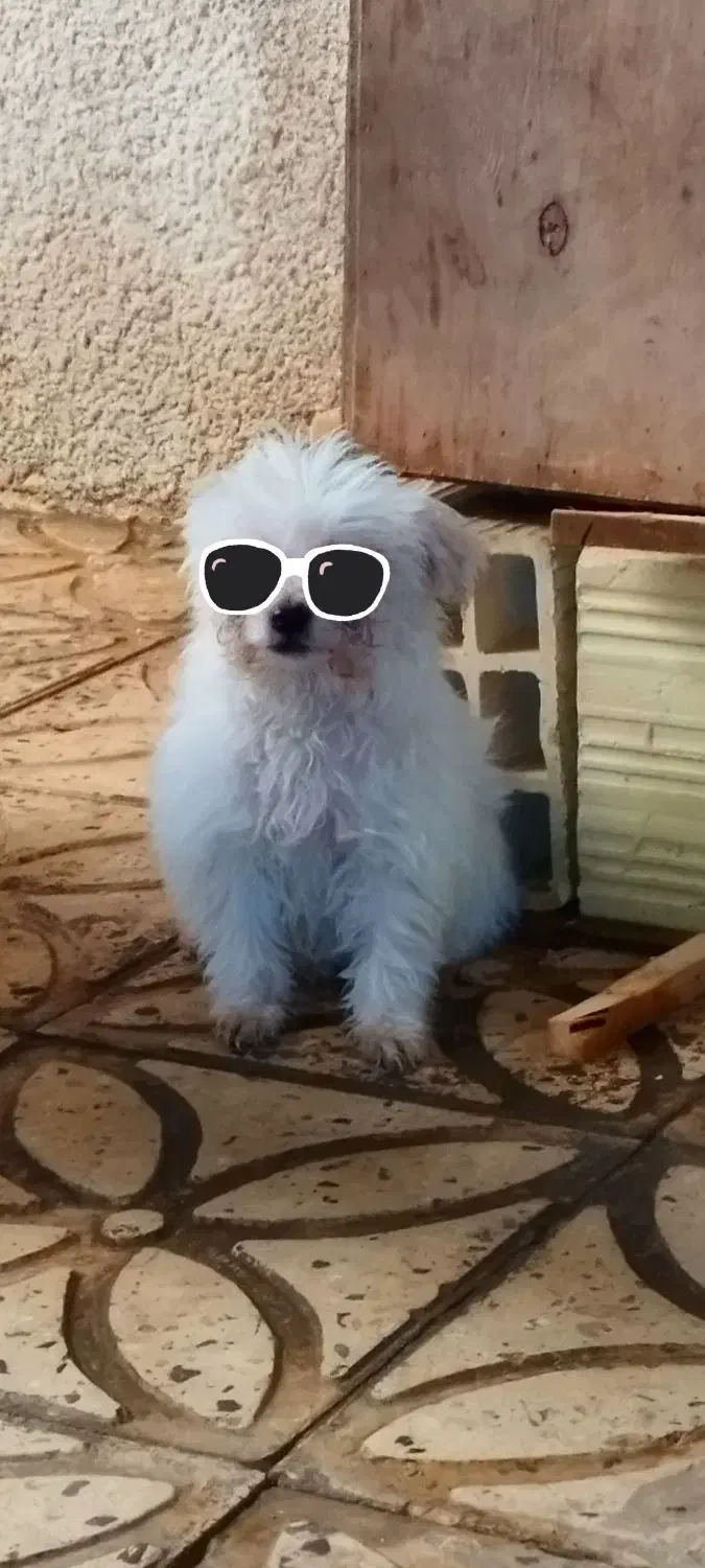 توله سگ شیتزو تریر|سگ|قزوین, |دیوار