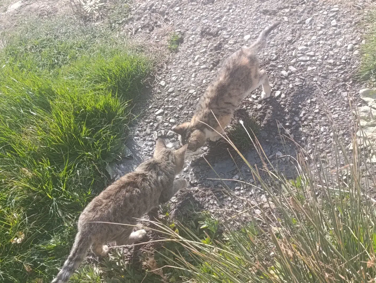 واگذاری دو عدد بچه گربه|گربه|لاجان, |دیوار