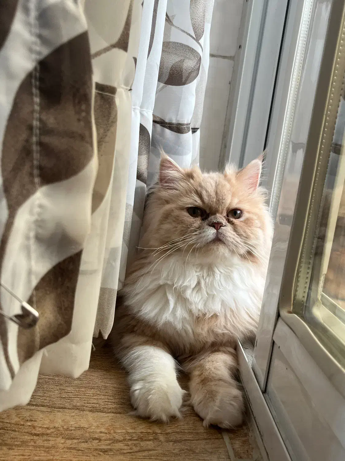 جفت گیری ماده|گربه|گرگان, |دیوار